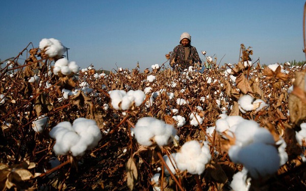 Review bông tẩy trang Ipek có tốt như lời đồn