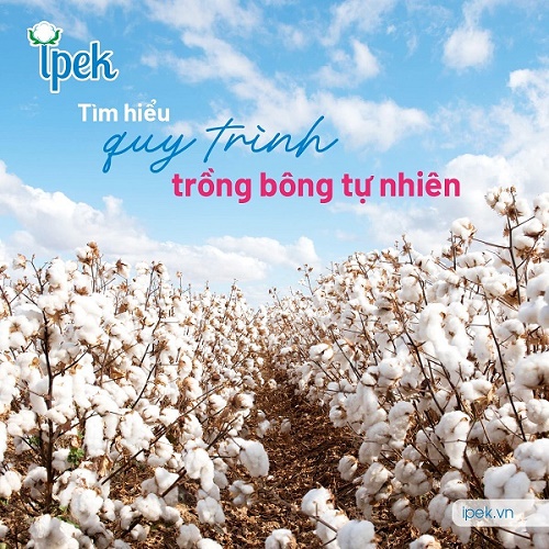 Tìm hiểu quy trình trồng bông tự nhiên